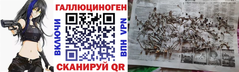Галлюциногенные грибы Psilocybine cubensis Сокол